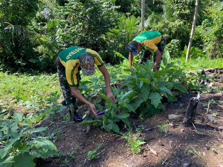 Satgas Pamtas Yonarmed 11 Kostrad Dukung Ketahanan Pangan Nasional dengan Mengoptimalkan Lahan Kosong